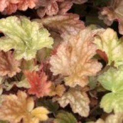 Heuchera 'Peach Flambee'