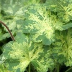 Heuchera 'Hercules' - Heuch�re Hercules