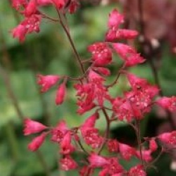 Heuchera 'Hercules'