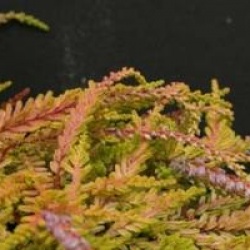 Calluna vulgaris 'Wickwar Flame'