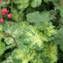 Heuchera 'Hercules'