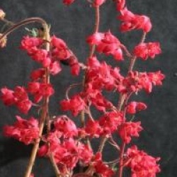 Heuchera brizoides 'Pluie de feu' - Heuch�re d�sespoir du peintre