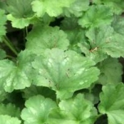 Heuchera brizoides 'Pluie de feu'