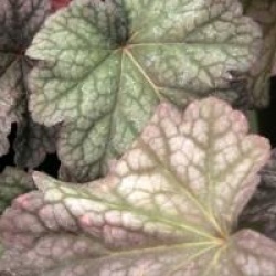 Heuchera 'Berry Smoothie'