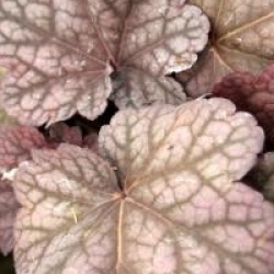 Heuchera 'Berry Smoothie'