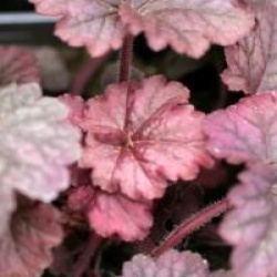 Heuchera 'Berry Smoothie'