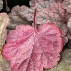 Heuchera 'Berry Smoothie'
