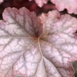 Heuchera 'Berry Smoothie'