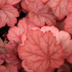 Heuchera 'Georgia Peach'