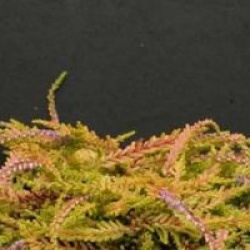 Calluna vulgaris 'Wickwar Flame'