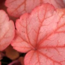 Heuchera 'Georgia Peach'