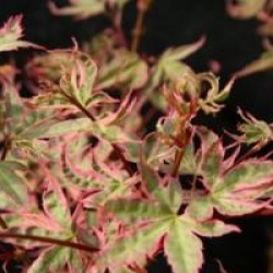 Acer palmatum 'Beni-schichihenge'