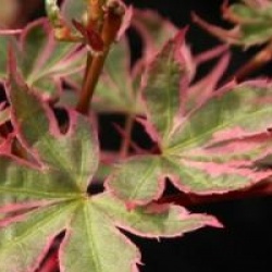 Acer palmatum 'Beni-schichihenge'