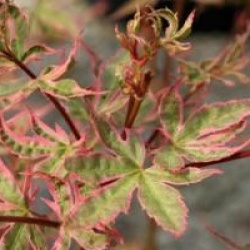 Acer palmatum 'Beni-schichihenge'