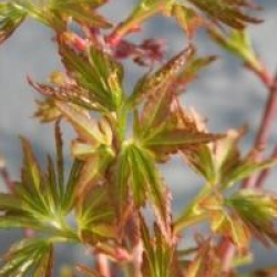 Acer palmatum 'Coonara Pygmy'