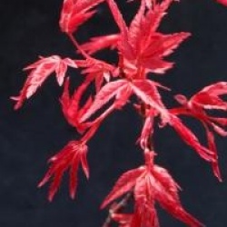 Acer palmatum 'Corallinum'