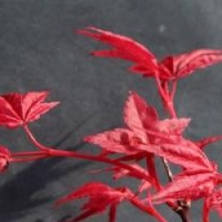Acer palmatum 'Corallinum'