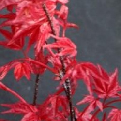 Acer palmatum 'Deshojo'