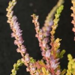 Calluna vulgaris 'Wickwar Flame' - Bruy�re d'�t� dor�e