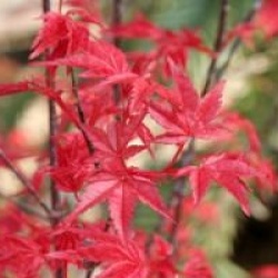 Acer palmatum 'Deshojo'