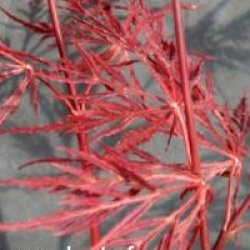Acer palmatum var. dissectum 'Crimson Queen'