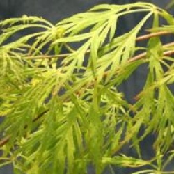 Acer palmatum var. dissectum 'Dissectum Flavescens' - �rable du Japon Flavescens