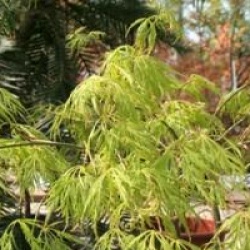 Acer palmatum var. dissectum 'Dissectum Flavescens'