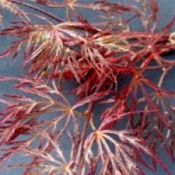 Acer palmatum var. dissectum 'Inaba-shidare'