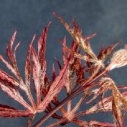 Acer palmatum var. dissectum 'Inaba-shidare'