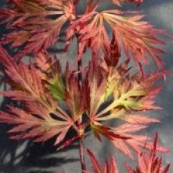 Acer palmatum var. dissectum 'Orangeola'