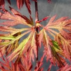 �rable du Japon Orangeola