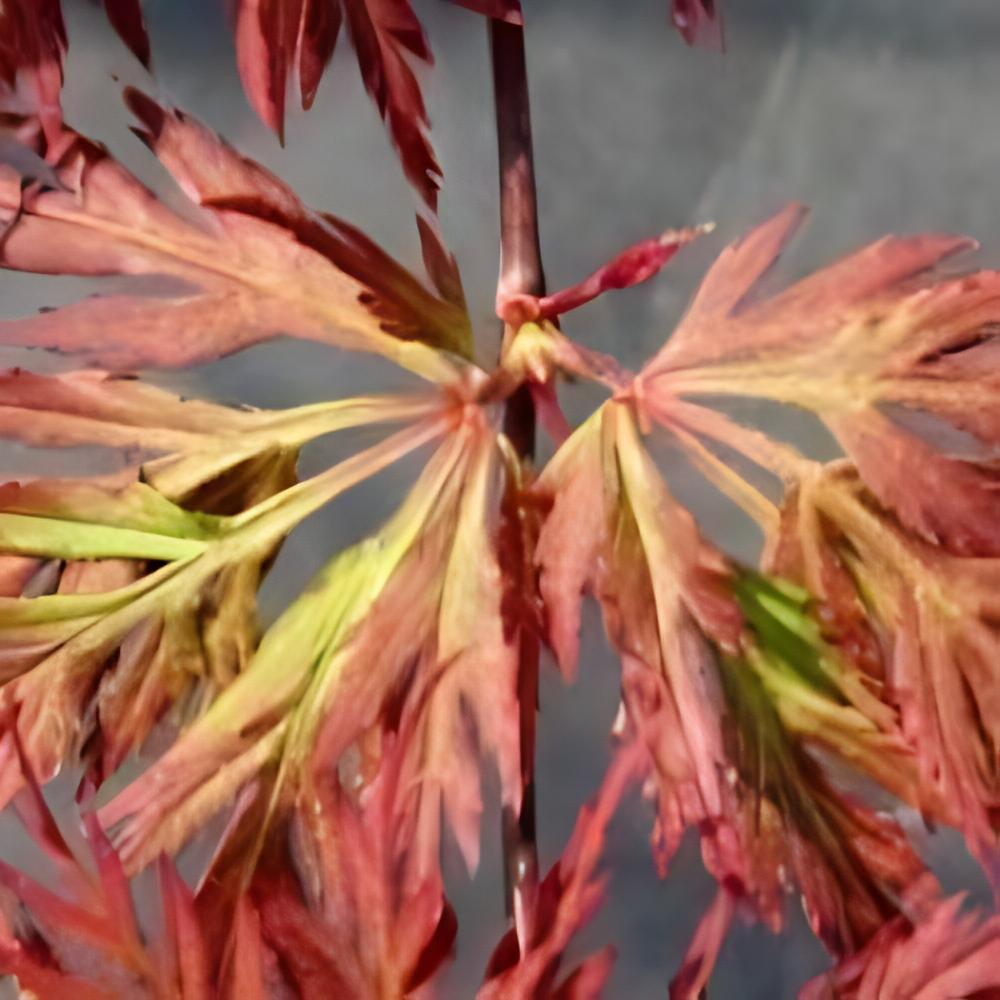 Acer palmatum var. dissectum 'Orangeola' - �rable du Japon Orangeola