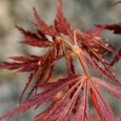 Acer palmatum var. dissectum 'Ornatum'