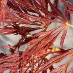 Acer palmatum var. dissectum 'Ornatum'