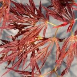 Acer palmatum var. dissectum 'Ornatum'