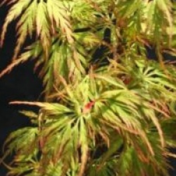 Acer palmatum var. dissectum 'Seiryu'