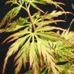 Acer palmatum var. dissectum 'Seiryu'