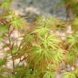 Acer palmatum var. dissectum 'Seiryu'