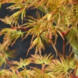 Acer palmatum var. dissectum 'Emerald Lace'
