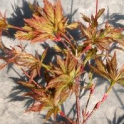Acer palmatum 'Hagoromo'