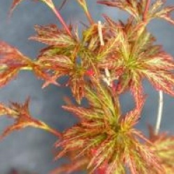 Acer palmatum 'Hagoromo'