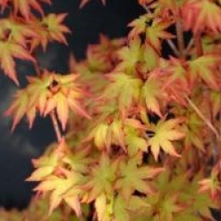 Acer palmatum 'Kashima'
