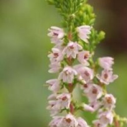 Calluna vulgaris 'Winter Chocolate'