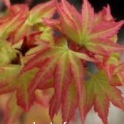Acer palmatum 'Kashima'