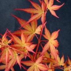 Acer palmatum 'Katsura'