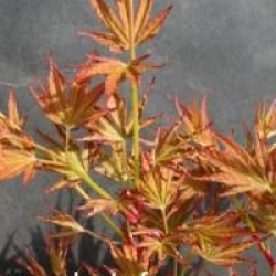 Acer palmatum 'Okushimo'