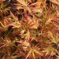 Acer palmatum 'Okushimo'