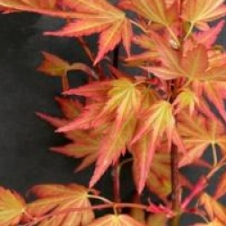 Acer palmatum 'Orange Dream'