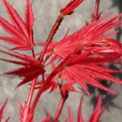 Acer palmatum 'Phoenix'