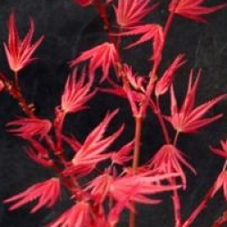 Acer palmatum 'Phoenix'